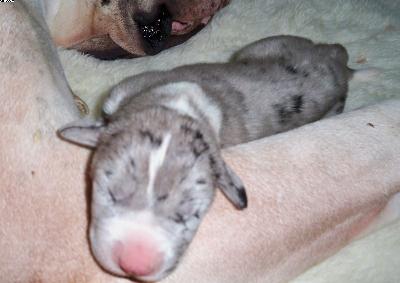 Ch Thesee Du Clos Templerie