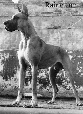 Ch Condor Von Eimtereck