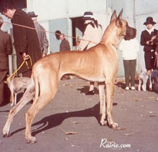 Ch Cyrus Aus Dem Butz