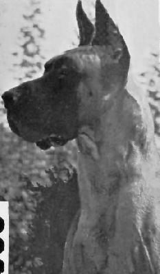 Duralex Yellow Aga Khan