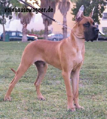 Andy Bocca D� Tigre