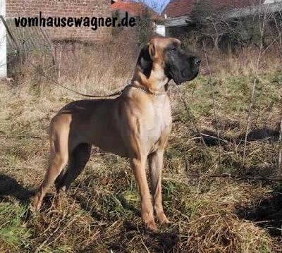 Antonia Bocca D� Tigre