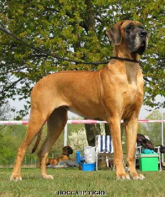 Askina Bocca D� Tigre