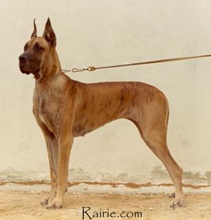 Ch Sigleine D epersen