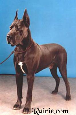 Ch Arco Igor De Abydos