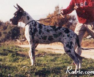 Elisabeth De Can Duran