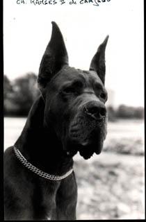 Ch Ramses 2 De Carjegu