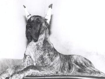 Freud Chico De Garaba