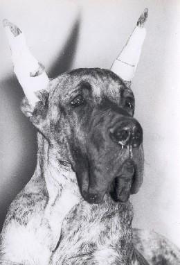 Freud Chico De Garaba