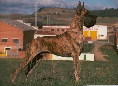 Ch L�ostia De Garaba