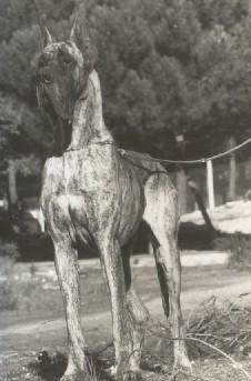 Ch L�ostia De Garaba