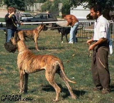 Ch L�ostia De Garaba