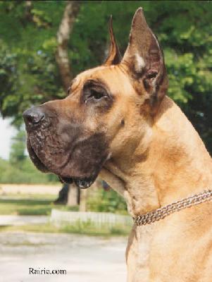 Ch Darius De Heurte-feuille