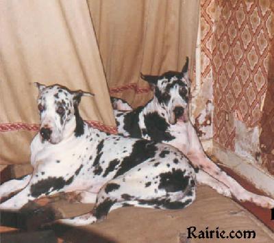 Nikita De La Belle Ferronniere