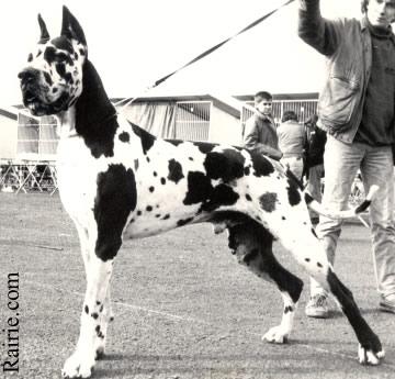 Chaman De La Benjamine