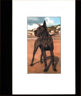 Nikita De La Cour Fortier