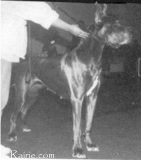 Ch Chanel De La Falgueyret