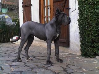 Rohr De La Fontaine Aux Tourterelles