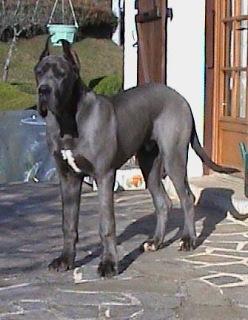 Rohr De La Fontaine Aux Tourterelles