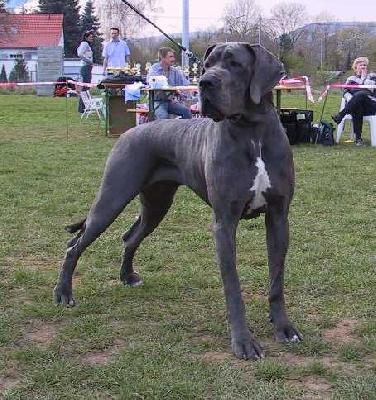 Ch Ronja De La Fontaine Aux Tourterelles