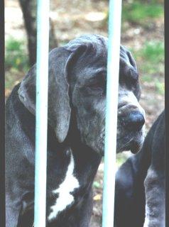 Ch Ronja De La Fontaine Aux Tourterelles