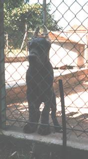 Ugoline De La Foret De Kaysersberg