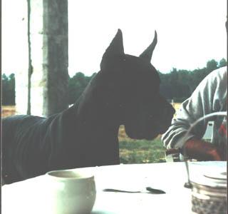 Umbra De La Foret De Kaysersberg