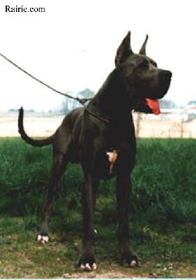 Ch Boris De La Haute Fougere