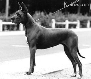 Ch Reine Bleue De La Haute Fougere