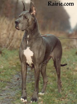 Ch Reine Bleue De La Haute Fougere