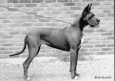 Ch Reine Bleue De La Haute Fougere