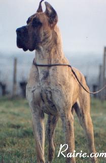 Baroudeur De La Pierre Du Roy