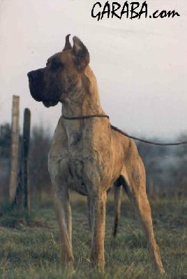 Baroudeur De La Pierre Du Roy