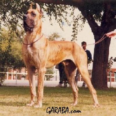 Baroudeur De La Pierre Du Roy