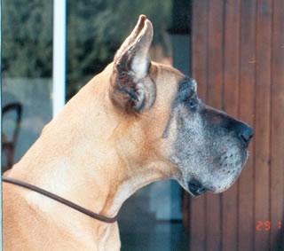 Be Bop De La Pierre Du Roy