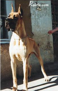 Ch Jat Mahal De La Pierre Du Roy