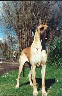 Ch Jat Mahal De La Pierre Du Roy