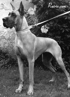 Psychose De La Pierre Du Roy