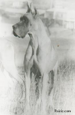 Tifanny De La Pierre Du Roy