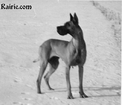 Furie De La Templerie