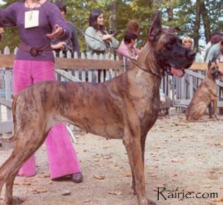 Jonquille De La Templerie
