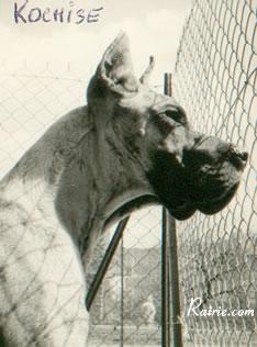 Kochiz De La Templerie