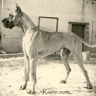 Kochiz De La Templerie