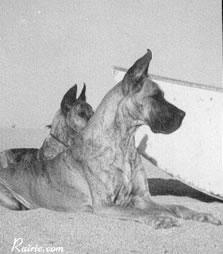 Ch Lessie De La Templerie