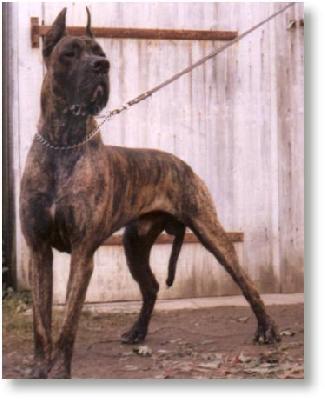 Ch Mephisto De La Templerie