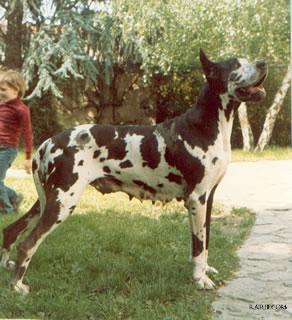 Odessa De La Templerie