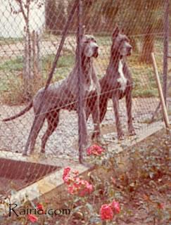 Queenly De La Templerie