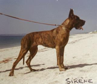 Ch Sirene De La Templerie