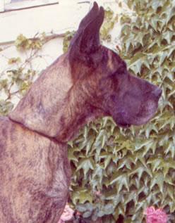 Ch Sirene De La Templerie