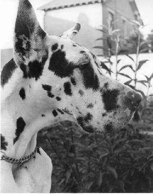 Titania De La Templerie